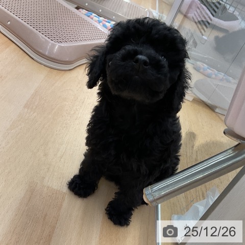 福岡県のトイプードル(トイ) (ペットプラス 福岡店/2025年10月19日生まれ/女の子/ブラック)の子犬の3枚目の画像