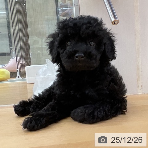 福岡県のトイプードル(トイ) (ペットプラス 福岡店/2025年10月19日生まれ/女の子/ブラック)の子犬の3枚目の画像