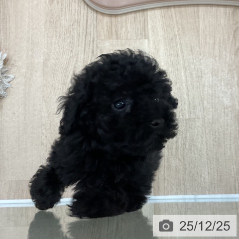 トイ・プードルの写真