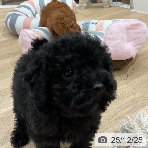 福岡県のトイプードル(トイ) (ペットプラス 八幡東店/2025年10月19日生まれ/女の子/ブラック)の子犬の4枚目の画像