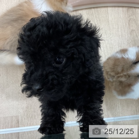 福岡県のトイプードル(トイ) (ペットプラス 八幡東店/2025年10月19日生まれ/女の子/ブラック)の子犬の3枚目の画像
