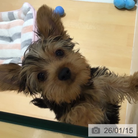 鹿児島県のヨークシャーテリア (ペットプラス 姶良店/2025年10月22日生まれ/男の子/スチールブルータン)の子犬の4枚目の画像