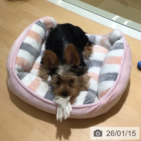 鹿児島県のヨークシャーテリア (ペットプラス 姶良店/2025年10月22日生まれ/男の子/スチールブルータン)の子犬の3枚目の画像