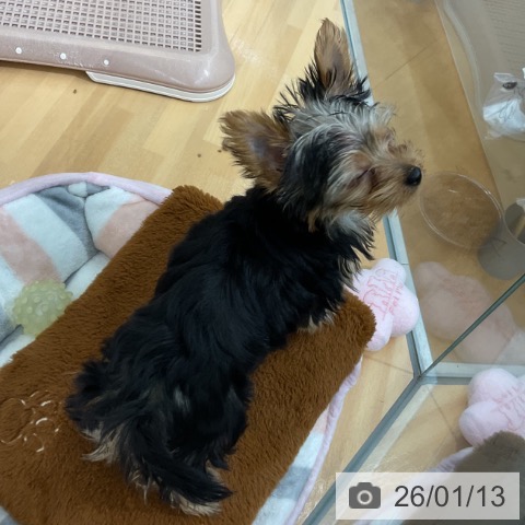 千葉県のヨークシャーテリア (ペットプラス 八千代緑が丘店/2025年10月22日生まれ/男の子/スチールブルータン)の子犬の4枚目の画像