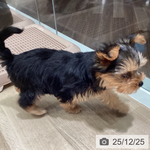 埼玉県のヨークシャーテリア (ペットプラス イオンモール春日部店/2025年10月22日生まれ/女の子/スチールブルータン)の子犬の4枚目の画像