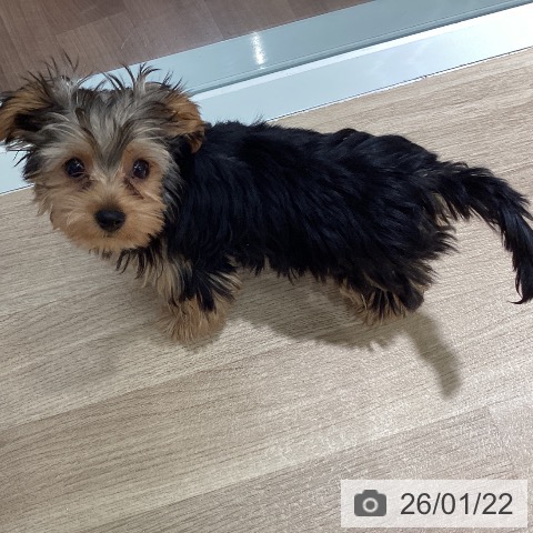 埼玉県のヨークシャーテリア (ペットプラス イオンモール春日部店/2025年10月22日生まれ/女の子/スチールブルータン)の子犬の4枚目の画像