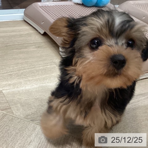 埼玉県のヨークシャーテリア (ペットプラス イオンモール春日部店/2025年10月22日生まれ/女の子/スチールブルータン)の子犬の3枚目の画像