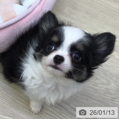 沖縄県のチワワ(ロング) (ペットプラス 沖縄ライカム店/2025年10月23日生まれ/男の子/ブラックタンホワイト)の子犬の4枚目の画像