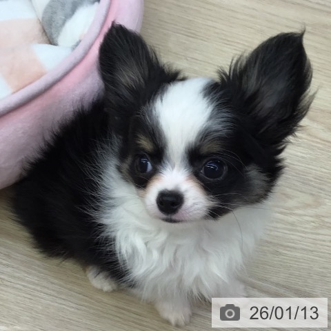 沖縄県のチワワ(ロング) (ペットプラス 沖縄ライカム店/2025年10月23日生まれ/男の子/ブラックタンホワイト)の子犬の3枚目の画像