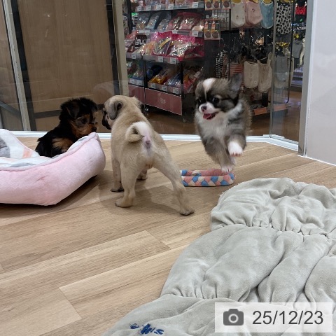 福岡県のチワワ(ロング) (ペットプラス 八幡東店/2025年10月23日生まれ/女の子/レッドホワイト)の子犬の4枚目の画像