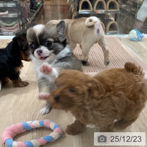 福岡県のチワワ(ロング) (ペットプラス 八幡東店/2025年10月23日生まれ/女の子/レッドホワイト)の子犬の3枚目の画像