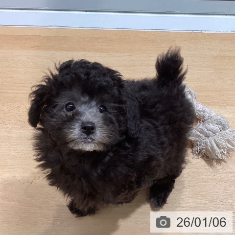 熊本県のトイプードル(トイ) (ペットプラス 熊本店/2025年10月22日生まれ/女の子/シルバー)の子犬の3枚目の画像