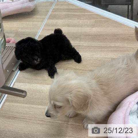 福岡県のトイプードル(トイ) (ペットプラス 八幡東店/2025年10月22日生まれ/女の子/シルバー)の子犬の4枚目の画像