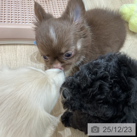 福岡県のトイプードル(トイ) (ペットプラス 八幡東店/2025年10月22日生まれ/女の子/シルバー)の子犬の3枚目の画像