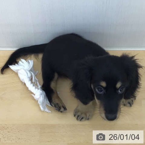 青森県のカニンヘンダックスフンド(ロング) (ペットプラス 青森浜田店/2025年10月23日生まれ/男の子/ブラックイエロー)の子犬の3枚目の画像