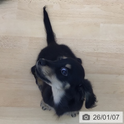 カニーンヘン・ダックスフンドの写真