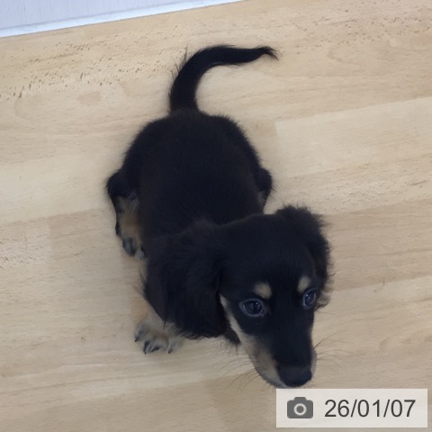 青森県のカニンヘンダックスフンド(ロング) (ペットプラス 青森浜田店/2025年10月23日生まれ/男の子/ブラックイエロー)の子犬の4枚目の画像