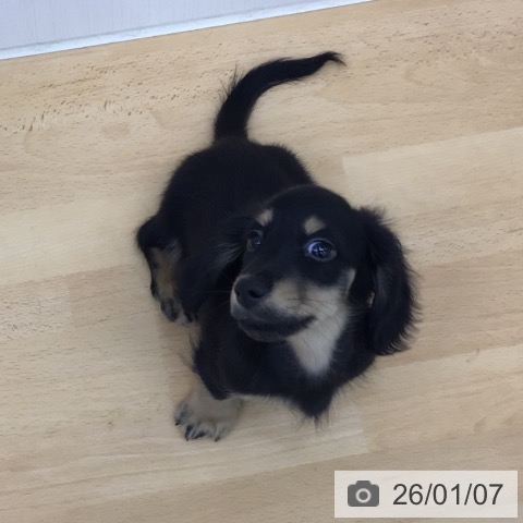 青森県のカニンヘンダックスフンド(ロング) (ペットプラス 青森浜田店/2025年10月23日生まれ/男の子/ブラックイエロー)の子犬の3枚目の画像