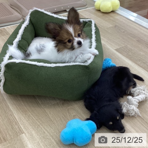 ミニチュア・ダックスフンドの写真