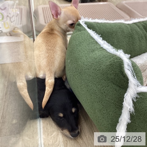 ミニチュア・ダックスフンドの写真