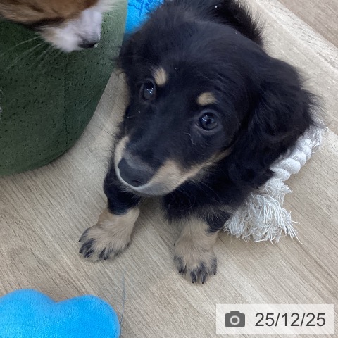 ミニチュア・ダックスフンドの写真