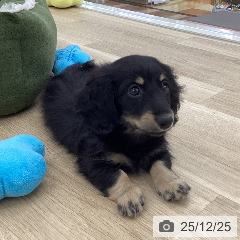 ミニチュア・ダックスフンドの写真