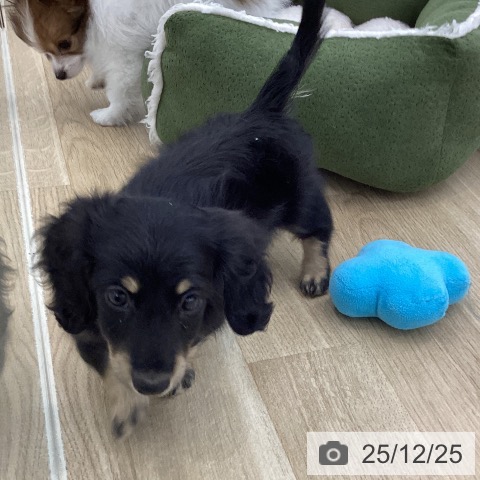 ミニチュア・ダックスフンドの写真