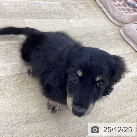 ミニチュア・ダックスフンドの写真