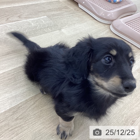 ミニチュア・ダックスフンドの写真