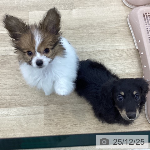 ミニチュア・ダックスフンドの写真