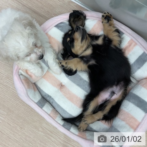 埼玉県のミニチュアダックスフンド(ロング) (ペットプラス 上尾店/2025年10月21日生まれ/男の子/ブラックイエロー)の子犬の4枚目の画像