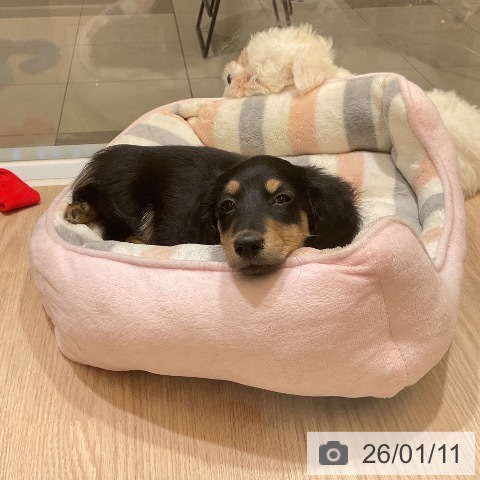 埼玉県のミニチュアダックスフンド(ロング) (ペットプラス 上尾店/2025年10月21日生まれ/男の子/ブラックイエロー)の子犬の3枚目の画像