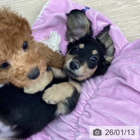 埼玉県のミニチュアダックスフンド(ロング) (ペットプラス 上尾店/2025年10月21日生まれ/男の子/ブラックイエロー)の子犬の3枚目の画像