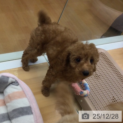 トイ・プードルの写真