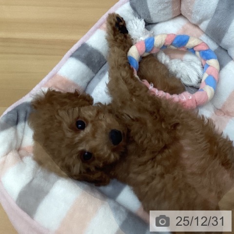 福岡県のトイプードル(トイ) (ペットプラス 小倉南店/2025年10月20日生まれ/男の子/レッド)の子犬の3枚目の画像