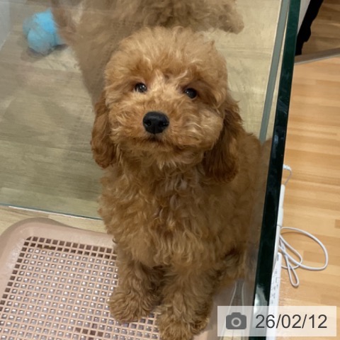 福岡県のトイプードル(トイ) (ペットプラス 小倉南店/2025年10月20日生まれ/男の子/レッド)の子犬の3枚目の画像