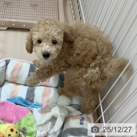 沖縄県のトイプードル(トイ) (ペットプラス 南風原店/2025年10月20日生まれ/男の子/アプリコット)の子犬の3枚目の画像
