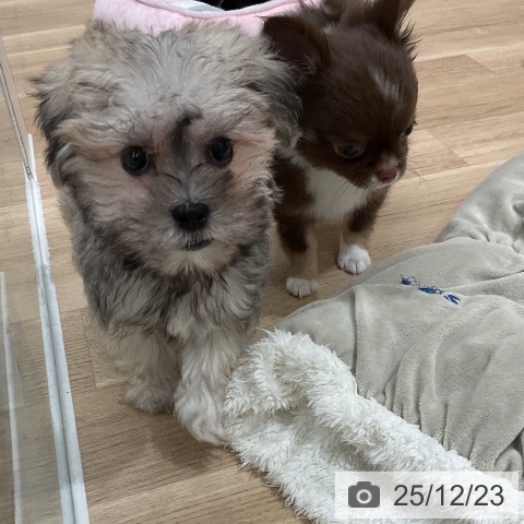 福岡県のミニチュアシュナウザー (ペットプラス 八幡東店/2025年10月14日生まれ/女の子/ウィートン)の子犬の4枚目の画像