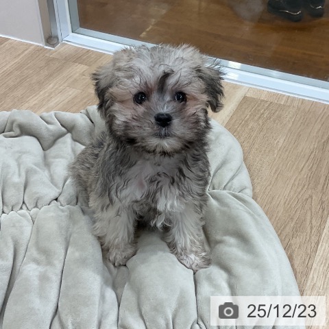 福岡県のミニチュアシュナウザー (ペットプラス 八幡東店/2025年10月14日生まれ/女の子/ウィートン)の子犬の3枚目の画像