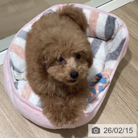 鹿児島県のトイプードル(トイ) (ペットプラス 姶良店/2025年10月19日生まれ/男の子/アプリコット)の子犬の4枚目の画像