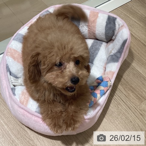 鹿児島県のトイプードル(トイ) (ペットプラス 姶良店/2025年10月19日生まれ/男の子/アプリコット)の子犬の3枚目の画像