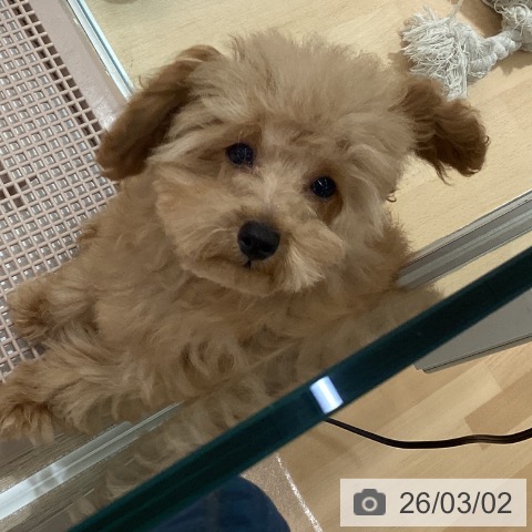 鹿児島県のトイプードル(トイ) (ペットプラス 姶良店/2025年10月19日生まれ/男の子/アプリコット)の子犬の3枚目の画像