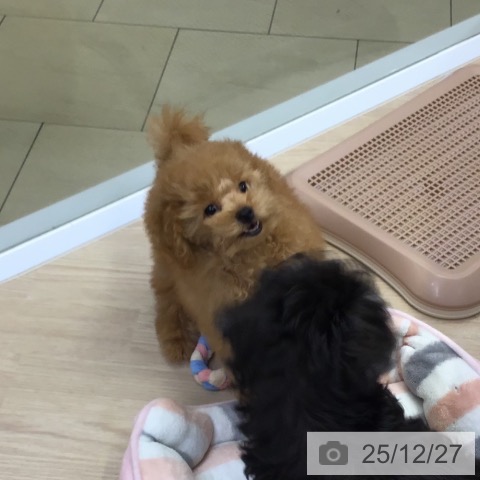 沖縄県のトイプードル(トイ) (ペットプラス 沖縄ライカム店/2025年10月19日生まれ/女の子/オレンジフォーン)の子犬の4枚目の画像