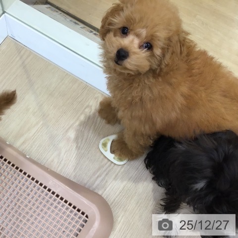 沖縄県のトイプードル(トイ) (ペットプラス 沖縄ライカム店/2025年10月19日生まれ/女の子/オレンジフォーン)の子犬の3枚目の画像