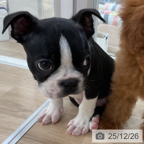 福岡県のボストンテリア (ペットプラス ららぽーと福岡店/2025年10月23日生まれ/男の子/ボストンカラー)の子犬の4枚目の画像