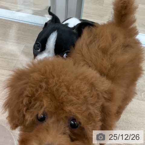 福岡県のボストンテリア (ペットプラス ららぽーと福岡店/2025年10月23日生まれ/男の子/ボストンカラー)の子犬の3枚目の画像