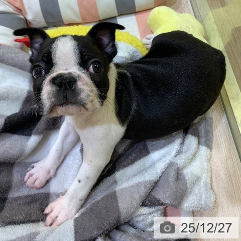 ボストン・テリアの写真