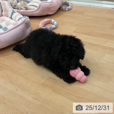 福岡県のトイプードル(トイ) (ペットプラス 福岡伊都店/2025年10月23日生まれ/男の子/ブラック)の子犬の3枚目の画像