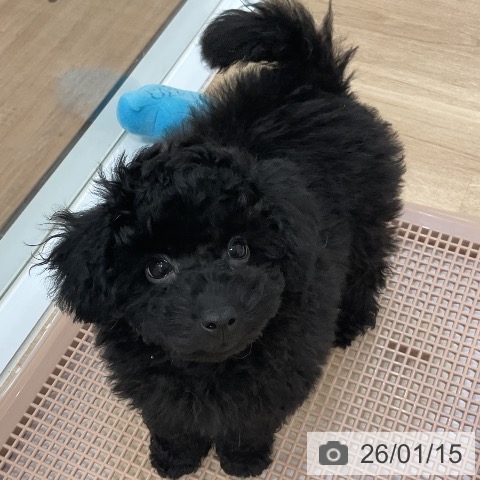 福岡県のトイプードル(トイ) (ペットプラス 香椎浜店/2025年10月23日生まれ/男の子/ブラック)の子犬の4枚目の画像