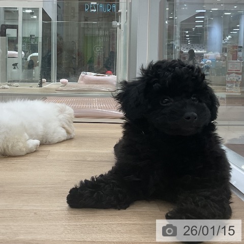 福岡県のトイプードル(トイ) (ペットプラス 香椎浜店/2025年10月23日生まれ/男の子/ブラック)の子犬の3枚目の画像